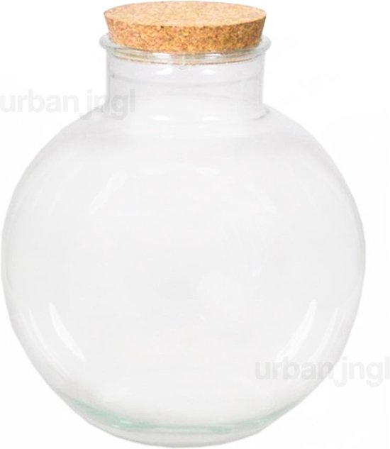 Planten terrarium Milky met bonsai ↕30cm kopen