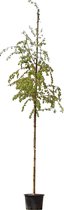 2 stuks! Ruwe berk Betula pendula h 250 cm st. omtrek 8 cm boom