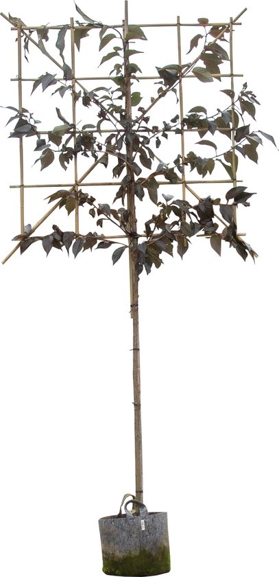 Rode Japanse sierkers leiboom 180 cm Prunus serrulata Royal Burgund...