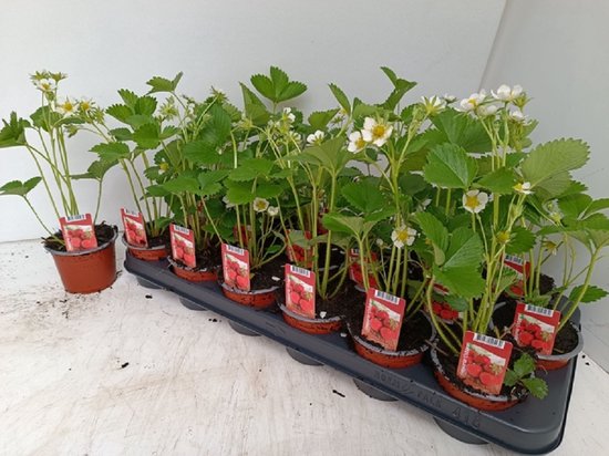 Dutch Flower Lady Aardbeiplantjes - 10 Aardbeien planten - Fruitdragend |  bol