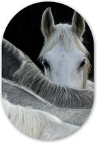 Paarden - Animaux - Zwart - Wit Plaque en plastique (5mm d'épaisseur) - Forme miroir ovale sur plastique
