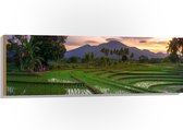 Hout - Rijstvelden Vol met Water in Indonesië - 120x40 cm - 9 mm dik - Foto op Hout (Met Ophangsysteem)