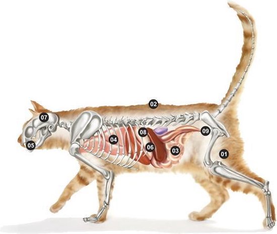 Illustration du squelette et des organes d'un chat rayé orange.