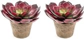 2x Kunstplant Echeveria pelusida vetplant bordeaux in pot 20 cm - Kunstplanten/nepplanten