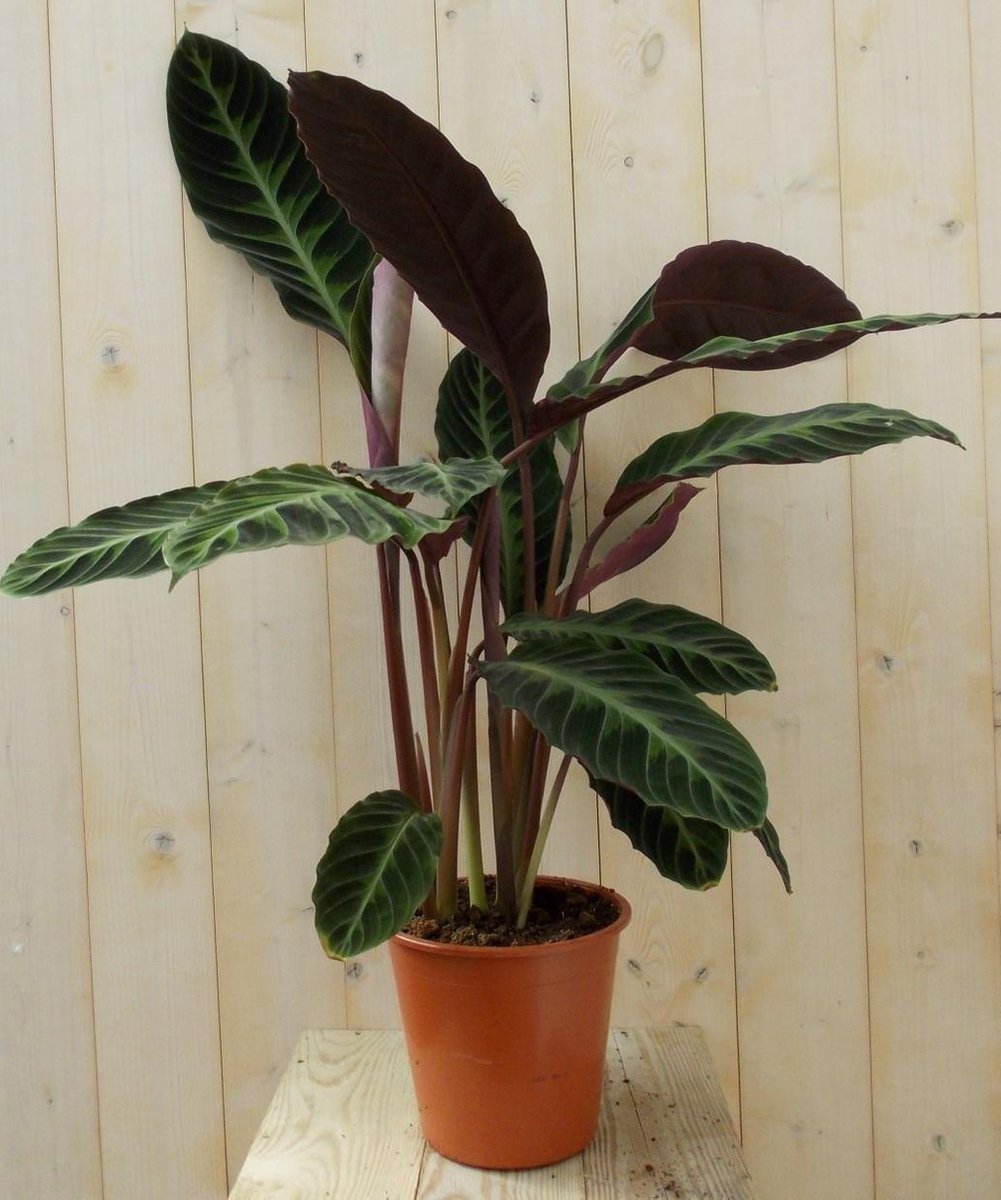 Calathea met grote bladeren groen 60 cm
