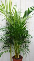 Kamerplant Arecapalm 120 cm