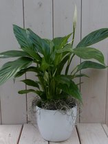 Lepelplant Spathiphyllum witte pot 40 cm