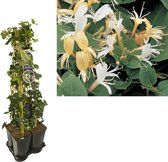 1 M. Privacy Mix Hedera + 'Hall's Prolific'