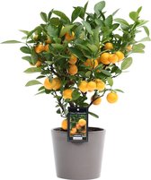 Citrus Calamondin - Mandarijnboom 'Citrofortunella Microcaurau' - Incl. keramieken sierpot taupe ↑ 40cm - Ø 16x13,5cm