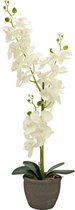 EUROPALMS orchidee kunstplant - cremé - 65cm - Voor binnen