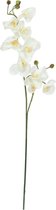 Europalms orchidee kunstplant - kunstbloemen - crèmewit - 100 cm
