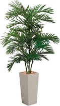 HTT - Kunstplant Areca palm in Clou vierkant taupe H200 cm