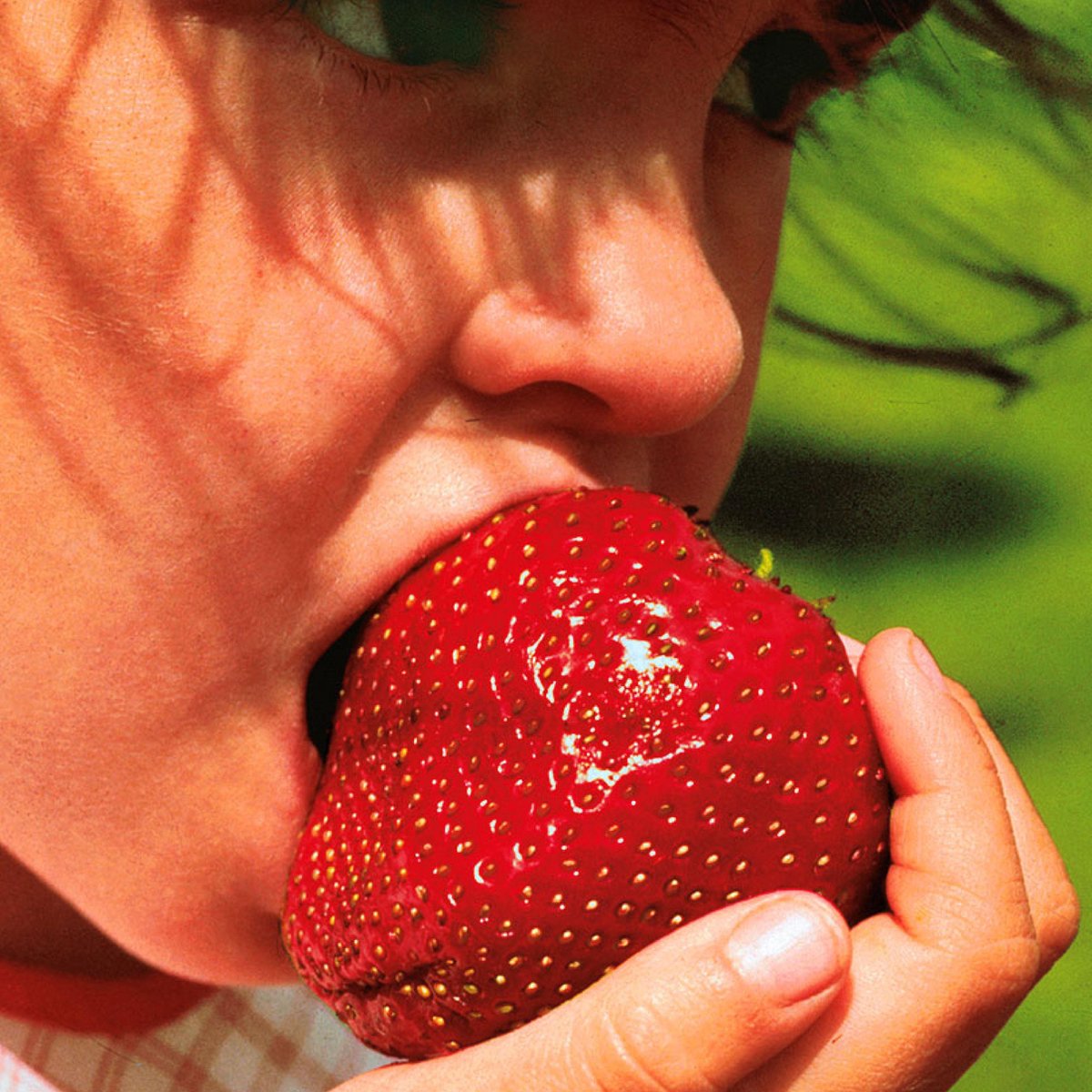 Fragaria ananassa 'Korona' Fraisier à grosses fraises