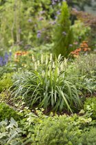 12x Liriope muscari 'Monroe White' - Wit Leliegras in p9 (0,5 liter) pot