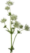 Viv! Home Luxuries Astrantia - zijden bloem - wit - topkwaliteit zijde bloemen