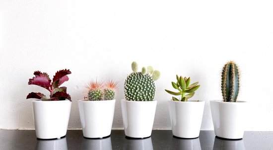 Ø 5,5 cm 8-13 cm 15 pièces Cacti Mélange de cactus et de plantes grasses variétés diverses Plantes d'intérieur faciles à entretenir