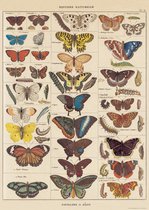 Poster Vlinders - Cavallini & Co - Schoolplaat Butterfly Natural History