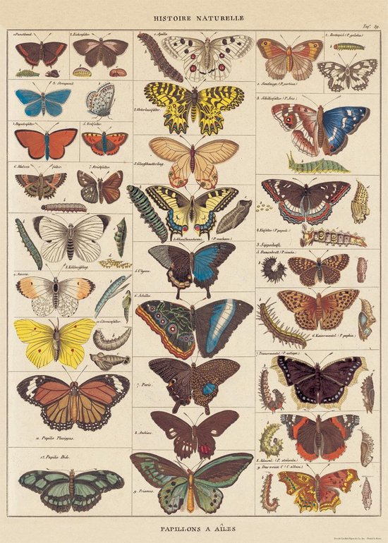 Foto: Poster vlinders cavallini co schoolplaat butterfly natural history