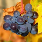 Blauwe druif - Vitis labrusca 'Mika' - 3 stuks