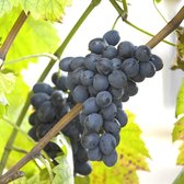 Blauwe kasdruif - Vitis  'Black Alicante' - kleinfruit - fruitstruik - zelf fruit kweken - druiven - 3 stuks