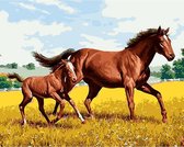 JDBOS ® Schilderen op nummer Volwassenen - Paard met veulen - Verven volwassenen - 40x50 cm