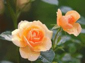 MyHobby Borduurpakket –  Zalmkleurige rozen 40×30 cm - Aida stof 5,5 kruisjes/cm (14 count)