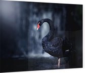 Zwarte zwaan op zwarte achtergrond - Foto op Plexiglas - 90 x 60 cm