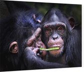 Chimpansee schattig koppel - Foto op Plexiglas - 90 x 60 cm