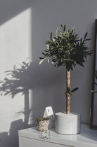 Handgemaakt kunst olijfboompje | Zonder olijven | Duurzaam & van een echte tak | Boommade