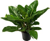 Philodendron 60 cm - Imperial Green