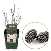 Morus Nigra Mulle - Biologische Moerbei - Set van 2 Bio fruitheesters - ↑ 30-60cm - Ø 12cm