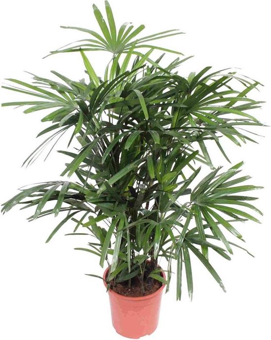 vacature Waden Malen Zelena - Rhapis excelsa - Palm - luchtzuiverende kamerplant in kwekers pot  ⌀27 cm -... | bol.com