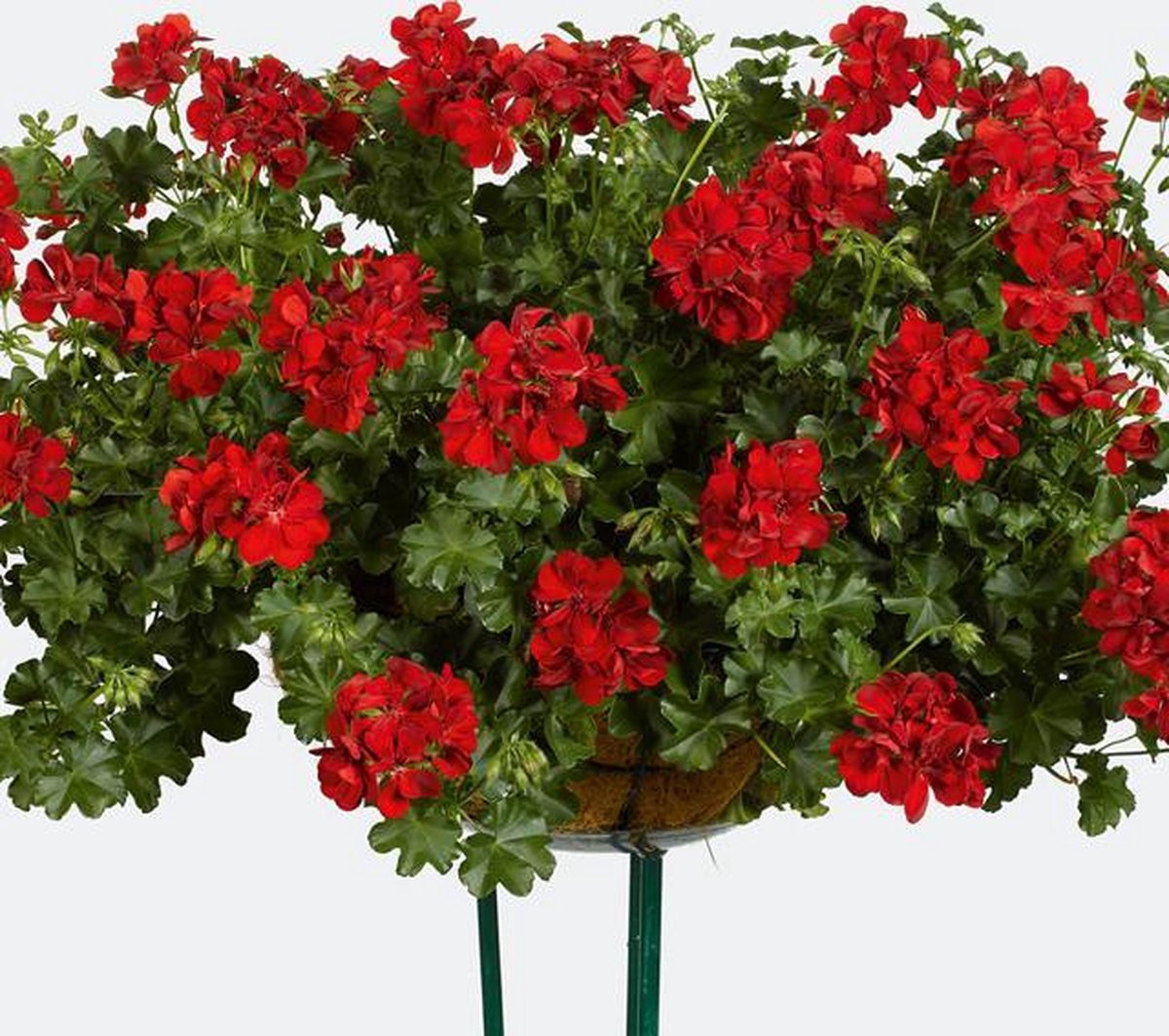 Pakket van 20 Geraniums / Pelargonium - Hangend dubbel Ruby (rood ...