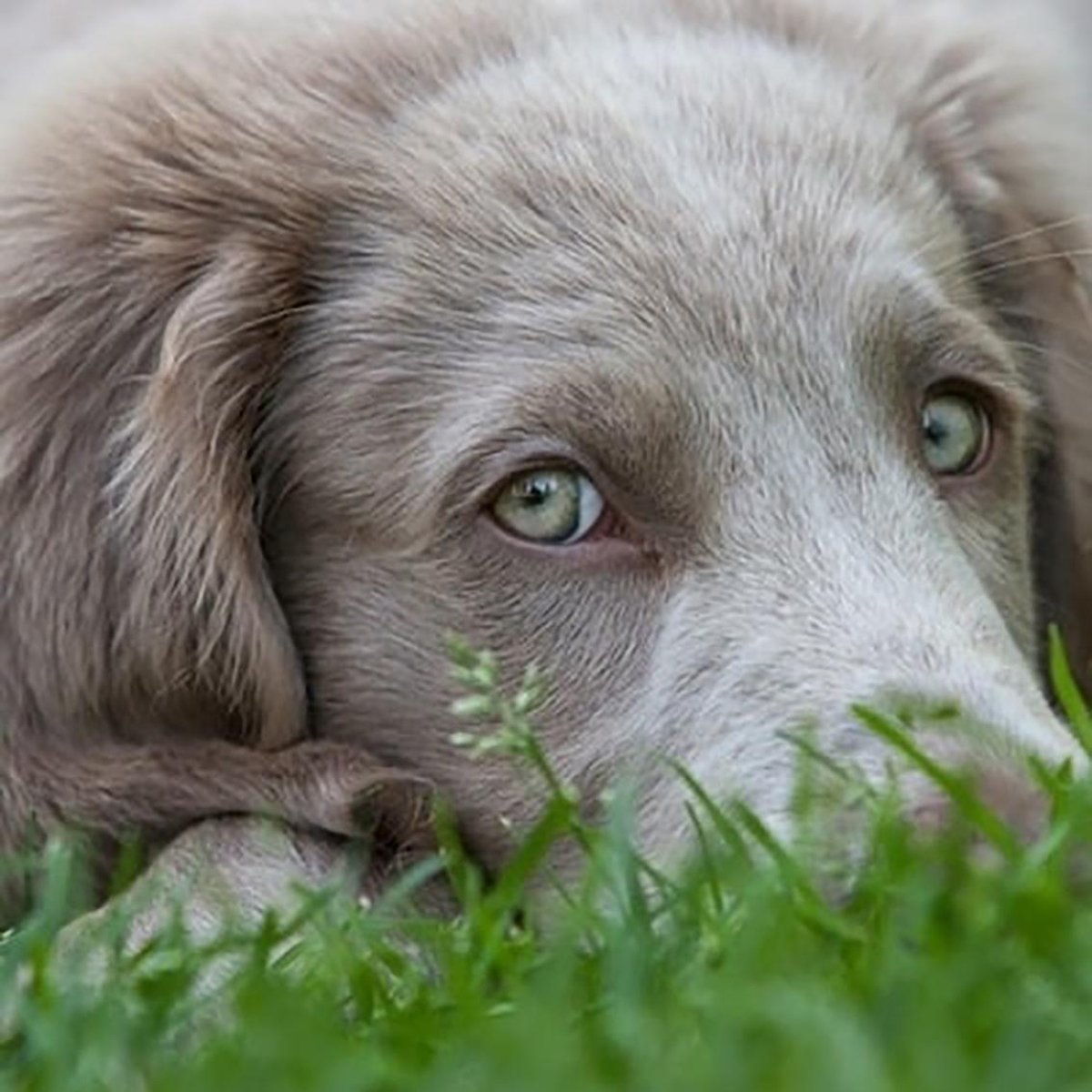 Серая собака с голубыми глазами