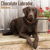 Labrador Retriever Bruin Kalender 2020