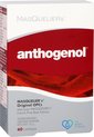 Masqueliers - Anthogenol - 60 capsules