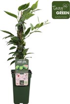 Hello Plants Actinidia Arguta Issai Mini Kiwi - Fruitboom - Ø 13 cm - Hoogte: 45 cm