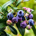 Blauwe bessen aan een tak, sommigen nog groen of roze.