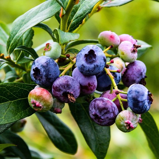 Blauwe bessen aan een tak, sommigen nog groen of roze.