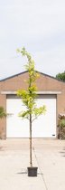 Gele valse Christusdoorn Gleditsia tr. Sunburst h 250 cm st. omtrek...