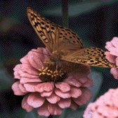 MyHobby Borduurpakket – Bruine vlinder op bloem 40×40 cm - Aida stof 5,5 kruisjes/cm (14 count)
