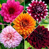 Dahlia 'Decoratief' - Grootbloemig - Mix 5x Knollen