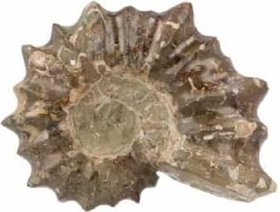 Fossiel Ammoniet ‘Tractorwiel’ 5-6 cm