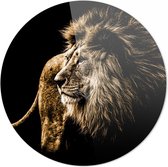 Lion | Leeuw | 70 x 70 CM | Wanddecoratie | Schilderij | 5 mm dik plexiglas muurcirckel