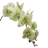 Viv! Home Luxuries Orchidee Phalaenopsis - zijden bloem - groen - 86cm - topkwaliteit