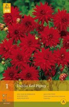 2 stuks 1 Dahlia Red Pigmy