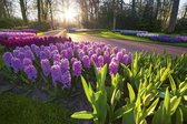 Dimex Hyacint Flowers Vlies Fotobehang 375x250cm 5-banen
