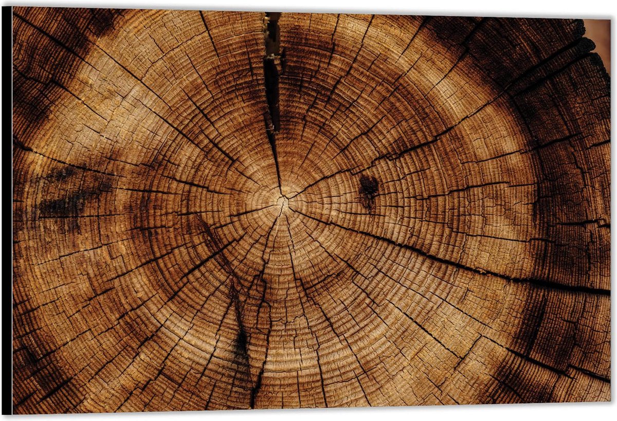 KuijsFotoprint - Schilderij - Doorgesneden Boomstam - Bruin - 100 X 150 Cm