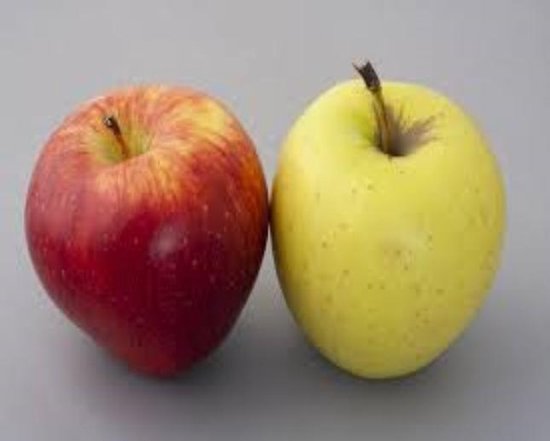 Malus domestica Duo , pot de 3 litres, arbre unique avec 2 couleurs de feuilles et 2 pommes différentes. Pot cultivé pour jardin, potager, terrasse ou balcon.