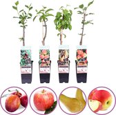 Grootfruit planten mix - set van 4 fruitplanten: 2x appel, peer en pruim - hoogte 50-60 cm - zelfbestuivend - winterhard